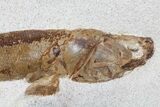 Lower Turonian Fossil Fish - Goulmima, Morocco #76410-2